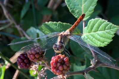 <i>Sympetrum sanguineum</i>