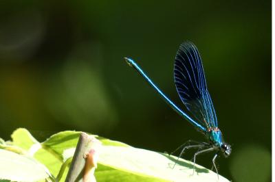 <i>Calopteryx splendens</i>