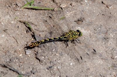 <i>Onychogomphus forcipatus</i>
