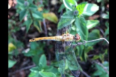 <i>Sympetrum sanguineum</i>