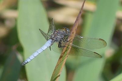 <i>Orthetrum brunneum</i>