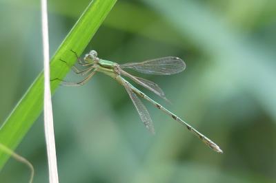 <i>Lestes barbarus</i>