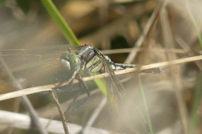 <i>Orthetrum albistylum</i>