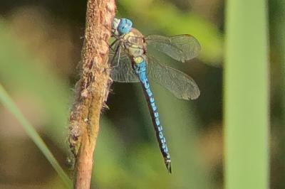 <i>Aeshna affinis</i>