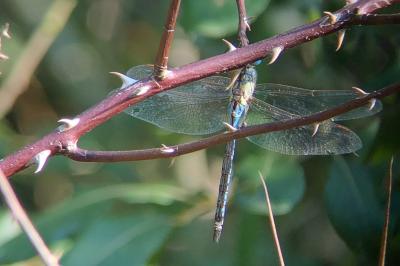 <i>Aeshna affinis</i>