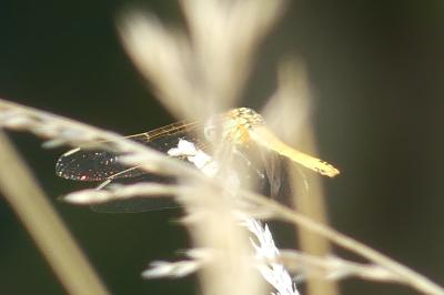 <i>Sympetrum striolatum</i>