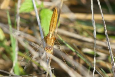 <i>Crocothemis erythraea</i>