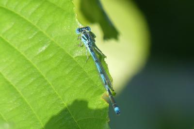 <i>Erythromma lindenii</i>