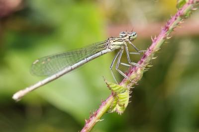 <i>Platycnemis pennipes</i>