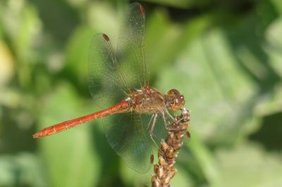 <i>Sympetrum meridionale</i>