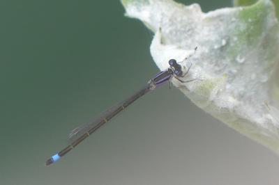 <i>Ischnura elegans</i>
