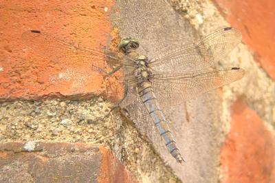 <i>Orthetrum cancellatum</i>