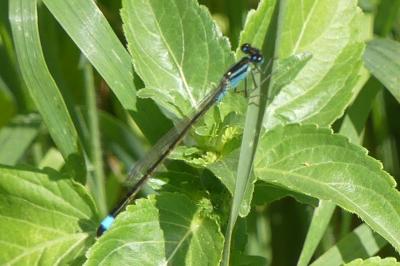 <i>Ischnura elegans</i>