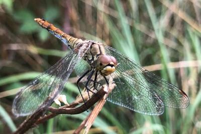 <i>Sympetrum sanguineum</i>