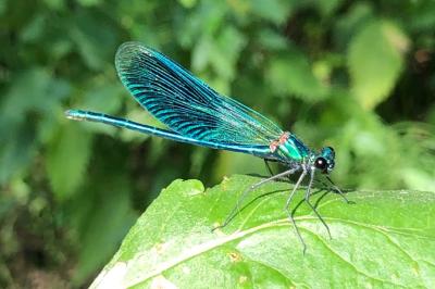 <i>Calopteryx splendens</i>