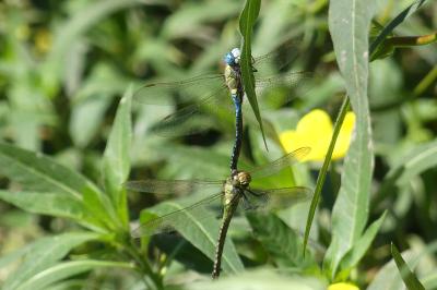 <i>Aeshna affinis</i>