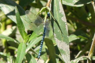 <i>Aeshna affinis</i>
