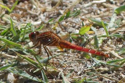 <i>Crocothemis erythraea</i>