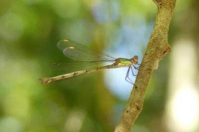 <i>Chalcolestes viridis</i>