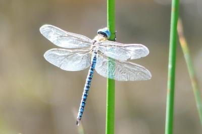 <i>Aeshna affinis</i>