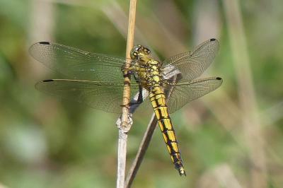 <i>Orthetrum cancellatum</i>
