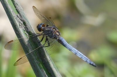 <i>Orthetrum coerulescens</i>