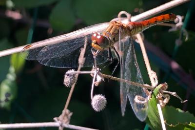 <i>Sympetrum sanguineum</i>