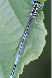 <i>Platycnemis pennipes</i>