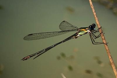 <i>Chalcolestes viridis</i>
