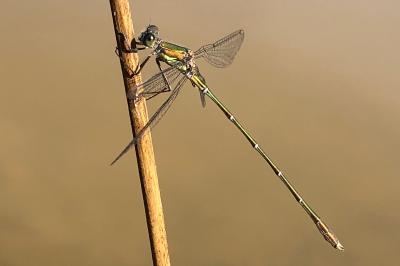 <i>Chalcolestes viridis</i>