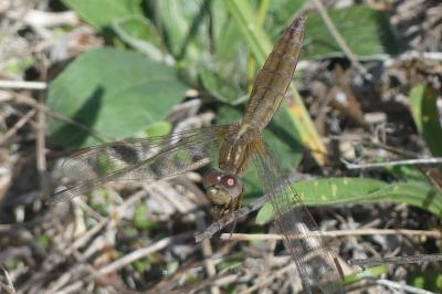 <i>Crocothemis erythraea</i>
