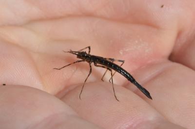 <i>Calopteryx</i>