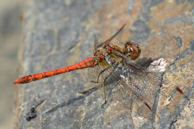 <i>Sympetrum striolatum</i>
