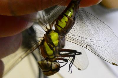 <i>Aeshna mixta</i>