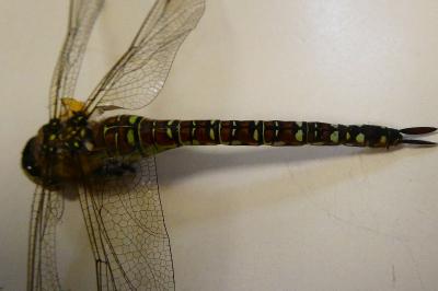 <i>Aeshna mixta</i>