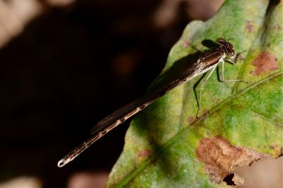 <i>Sympecma fusca</i>