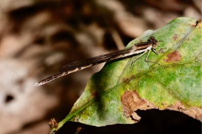 <i>Sympecma fusca</i>