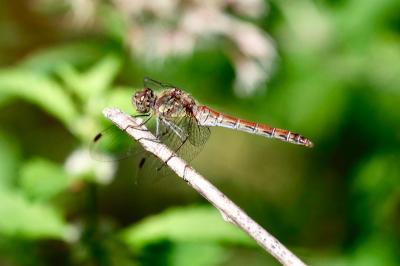 <i>Sympetrum striolatum</i>