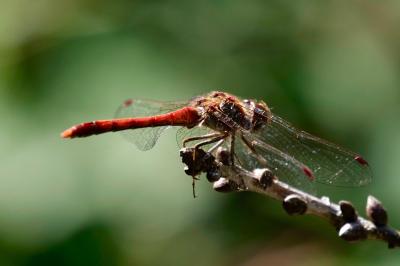 <i>Sympetrum striolatum</i>