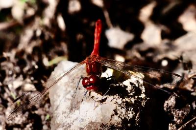 <i>Sympetrum sanguineum</i>