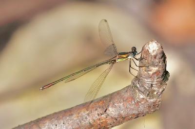 <i>Chalcolestes viridis</i>