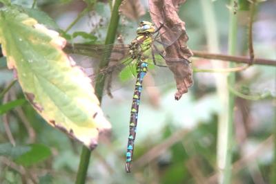 <i>Aeshna cyanea</i>