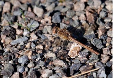 <i>Sympetrum meridionale</i>