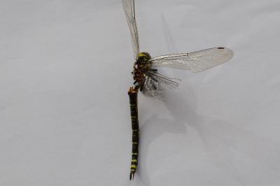<i>Aeshna cyanea</i>