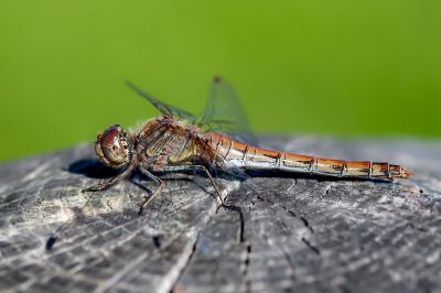 <i>Sympetrum striolatum</i>