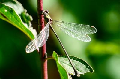 <i>Chalcolestes viridis</i>