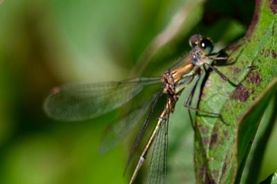 <i>Chalcolestes viridis</i>