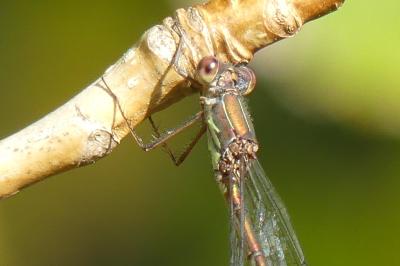 <i>Chalcolestes viridis</i>