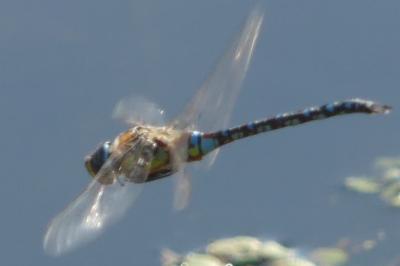 <i>Aeshna mixta</i>