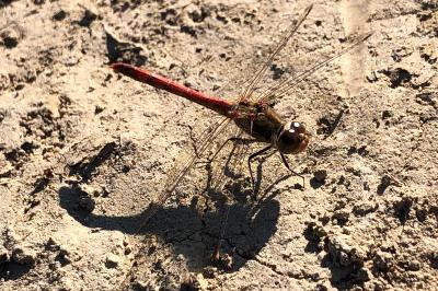 <i>Sympetrum sanguineum</i>